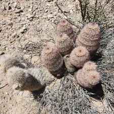 Large column texas for sale  El Paso