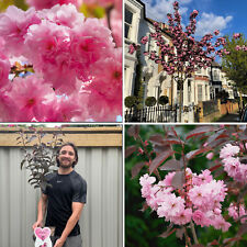 Cherry blossom tree for sale  LEICESTER