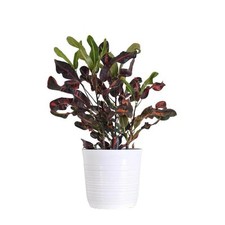 Croton mammy inch for sale  Chicago