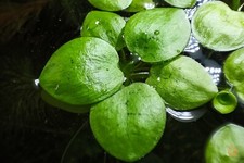 Südamerikanischer froschbiss  gebraucht kaufen  Altheim
