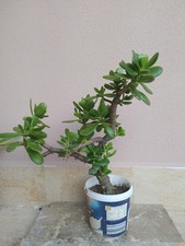 Albero giada succulenta usato Albero giada succulenta usato  San Filippo del Mela