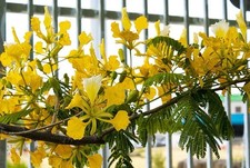 Live tree delonix for sale  Mcallen