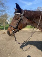 Trense braun heinick gebraucht kaufen  Anklam-Umland l