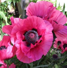 Poppy raspberry queen for sale  GLASGOW