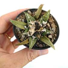 Ariocarpus trigonus kotschoube usato  Napoli