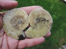 Perlmutt ammonit madagaskar gebraucht kaufen Perlmutt ammonit madagaskar gebraucht kaufen  Limbach-Oberfrohna