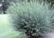Basket willow bush for sale  Russell