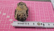 Trilobit mercourke devon gebraucht kaufen  Frankfurt am Main