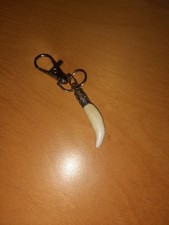 Taxidermy coyote tooth for sale  BROXBOURNE