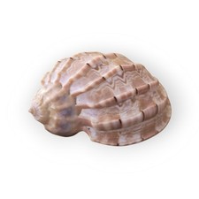 Conchiglia arpa harpa usato  Arcore