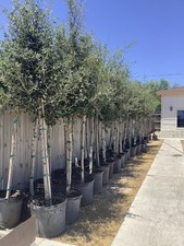 seasoned dry oak for sale seasoned dry oak for sale Edcouch