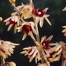 Chimonanthus praecox hardy for sale  PETERBOROUGH