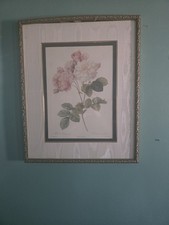 Beautiful rosa damascena for sale  York