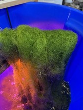 Chaetomorpha marco algae for sale  Odessa