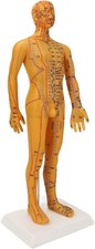 Acupoint body model d'occasion  Expédié en Belgium