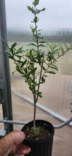 Pomegranate rooted cutting for sale  Dripping Springs