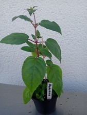 Fuchsie checkerboard jungpflan gebraucht kaufen  Westerheim