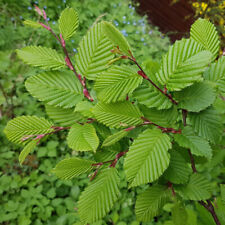 Hornbeam carpinus betulus for sale  PETERBOROUGH