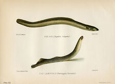 Eel lampern river for sale  PLYMOUTH
