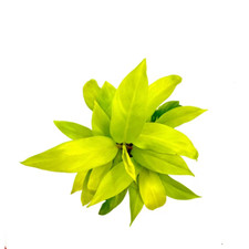 Philodendron ceylon beauty for sale  Denver