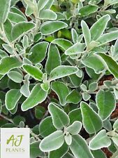 Brachyglottis sunshine senecio for sale  HEREFORD