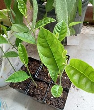 Jackfruit tropical tree for sale  Houston