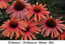 Semente Echinacea Mama Mia Coneflower Perfumada Botânica Vermelha Laranja Coral Ornamenta comprar usado  Enviando para Brazil