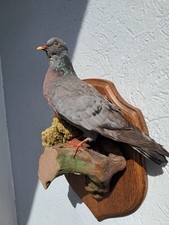 Taxidermie pigeon socle d'occasion  Lorient