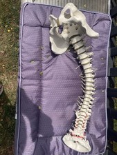Anatomical human full for sale  IPSWICH