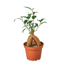 Ficus ginseng for sale  Marshall
