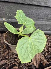 Cucumber plants telegraph for sale  LONDON