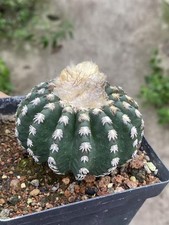 Piante cactus rare usato  Spedire a Italy