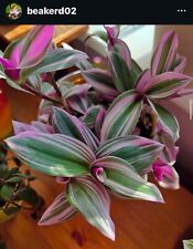 Tradescantia nanouk cutting for sale  DARWEN