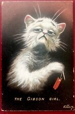 Ellam white cat for sale  DUMFRIES
