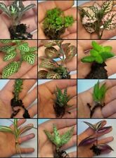 Houseplant selection rooted for sale  COVENTRY
