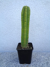 Säulenkaktus echinopsis gebraucht kaufen  Schöllnach