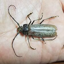 Prioninae callipogon proletari for sale  Shipping to United States