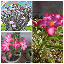 Tropische wüstenrose adenium gebraucht kaufen  Mönchengladbach