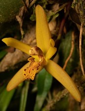 Maxillaria villosa orchid for sale  New Orleans