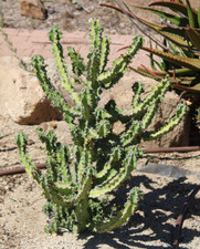 Euphorbia psuedocactus for sale  Valley Center