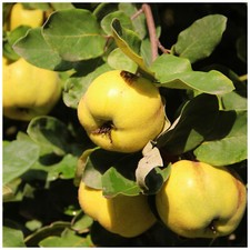 Dwarf patio quince for sale Dwarf patio quince for sale  NEWTOWNARDS