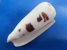 Conus gubernator madagascar d'occasion  Brioude