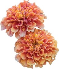 Burpee strawberry blonde for sale  Saint Petersburg