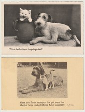 fox terrier usato  Gorizia