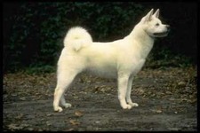 415048 japanese akita for sale  UK