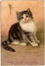 Motivkarte junge katze gebraucht kaufen  Hermannsburg