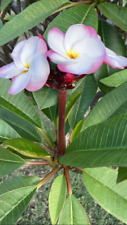 Hawaiian gorgeous plumeria for sale  Honolulu