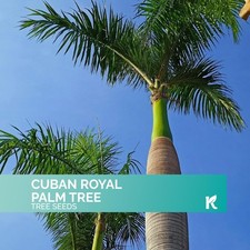Kviter cuban royal for sale  USA
