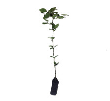 Hornbeam trees native for sale  HEATHFIELD