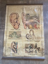 Vintage ear biological for sale  HOVE